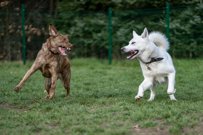 two dogs running in a yard with a fence behind them