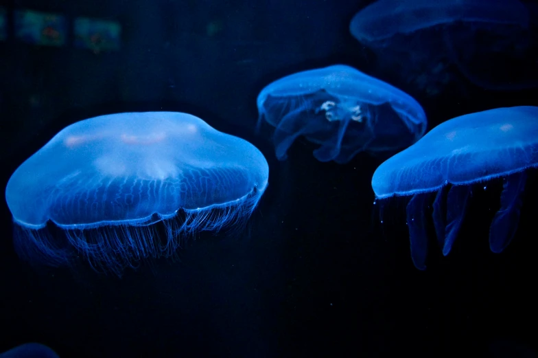 a close - up s of some blue jellyfish