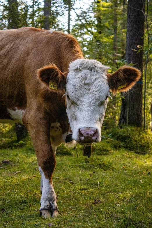 a brown and white cow stands on a grassy field