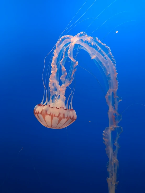 the jellyfish is floating in the clear blue water