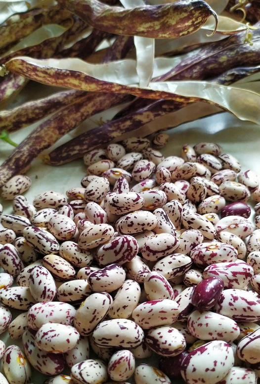 beans on a plate for making soing