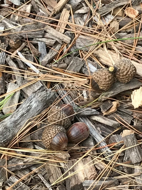 a group of nuts with their seeds and leaves on top of them