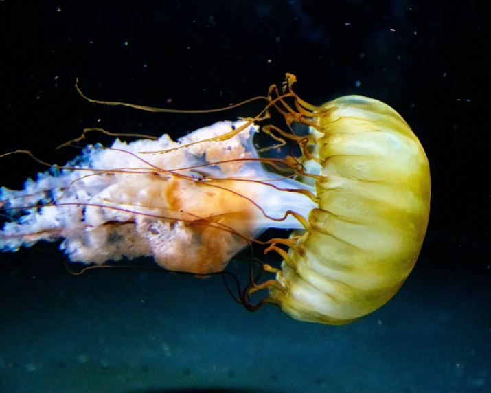 a jellyfish swimming and eating from its tentacles