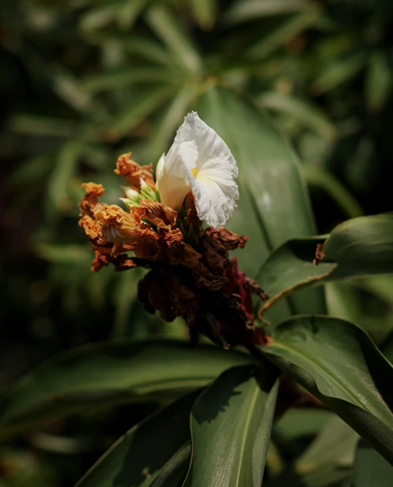 a single white flower sitting in a lush green forest