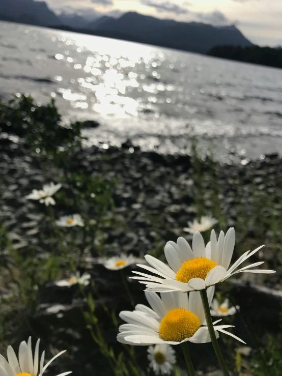 daisies in the foreground of the ocean with rocks in the background