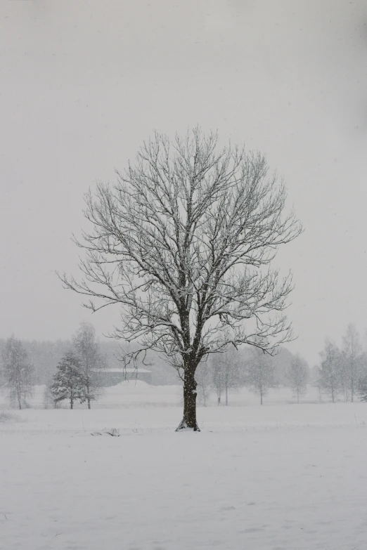 an image of a snowy tree with a sky background