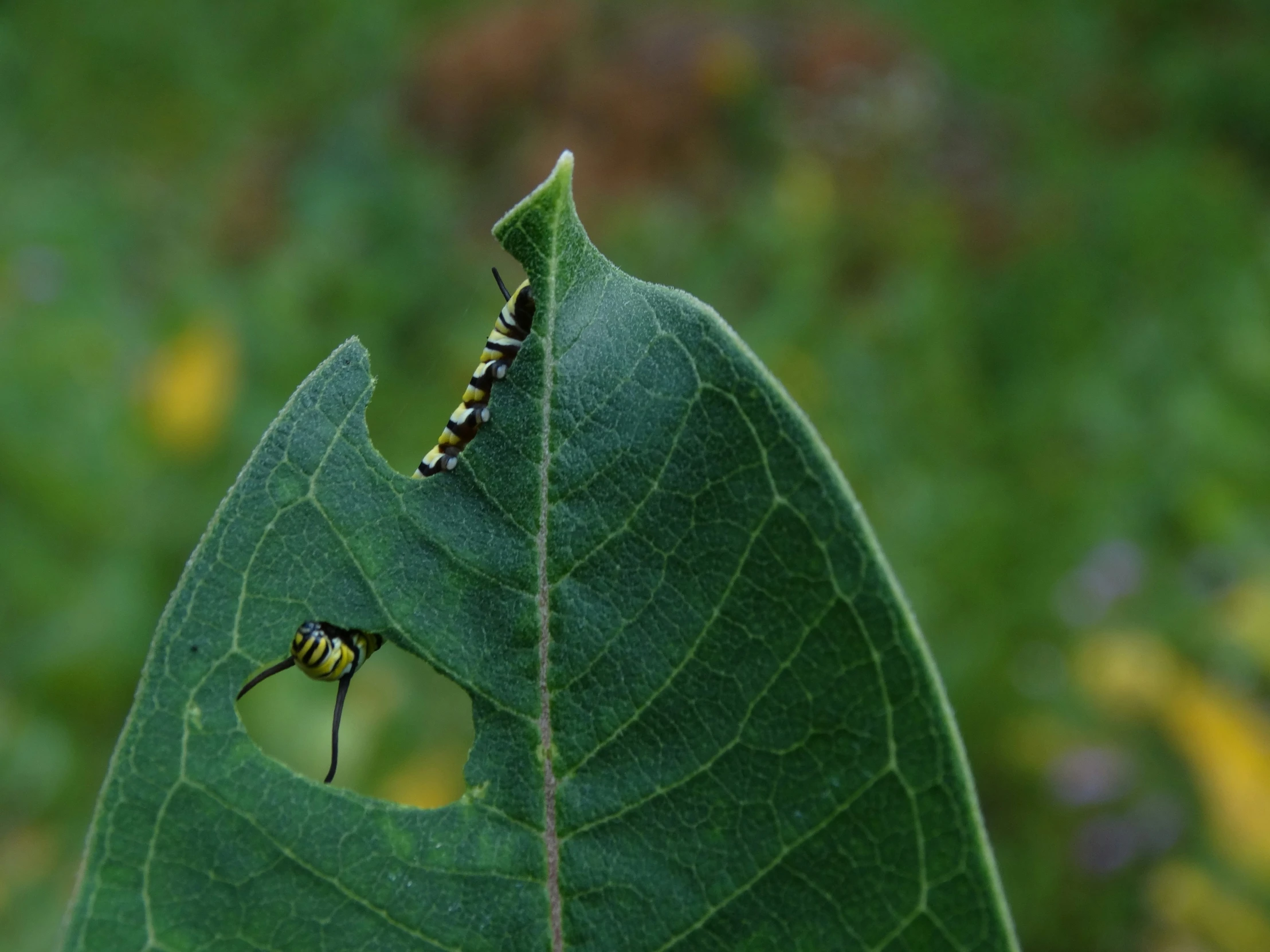 an insect is hanging upside down on a leaf