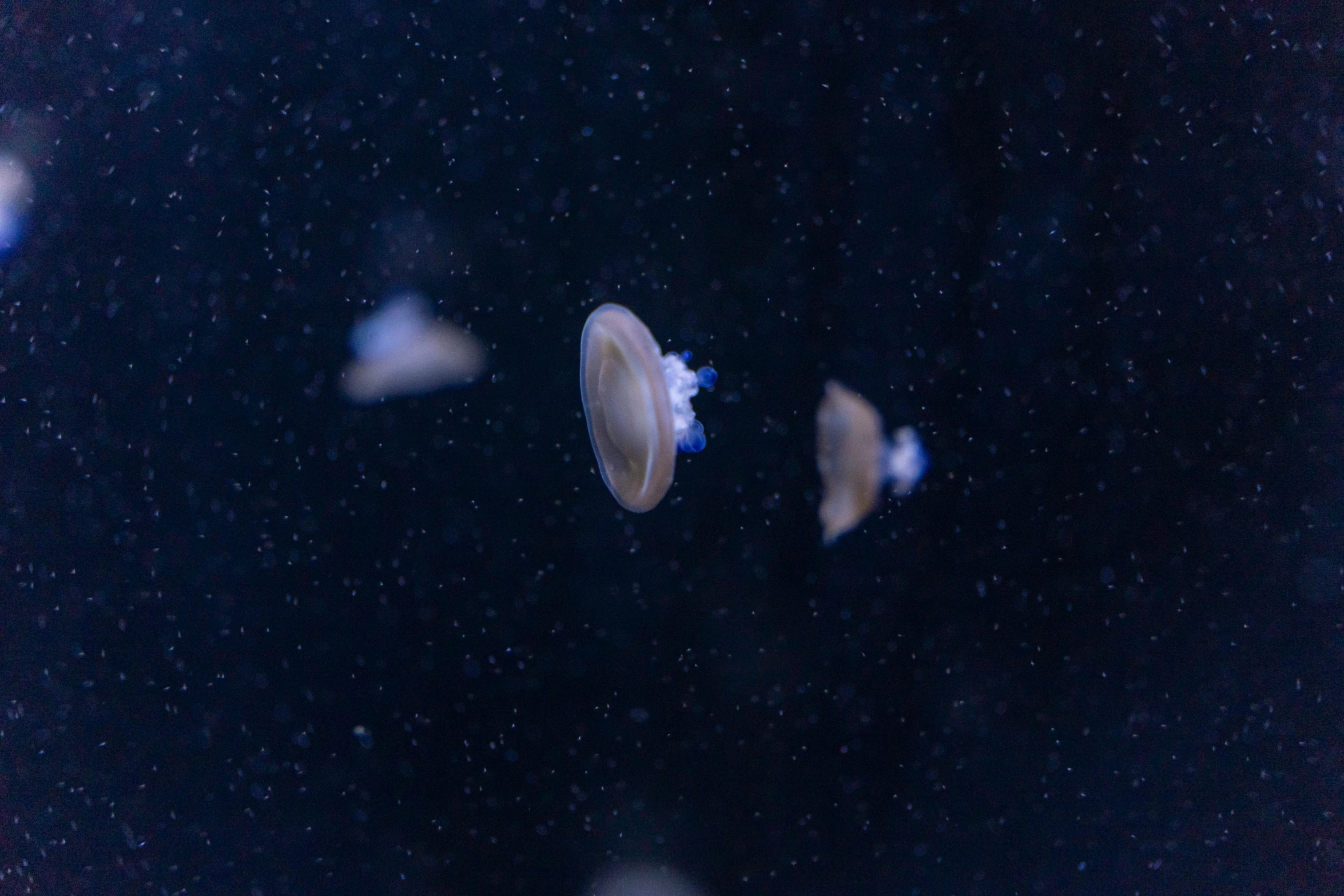 a bunch of jellyfish floating by and looking for food