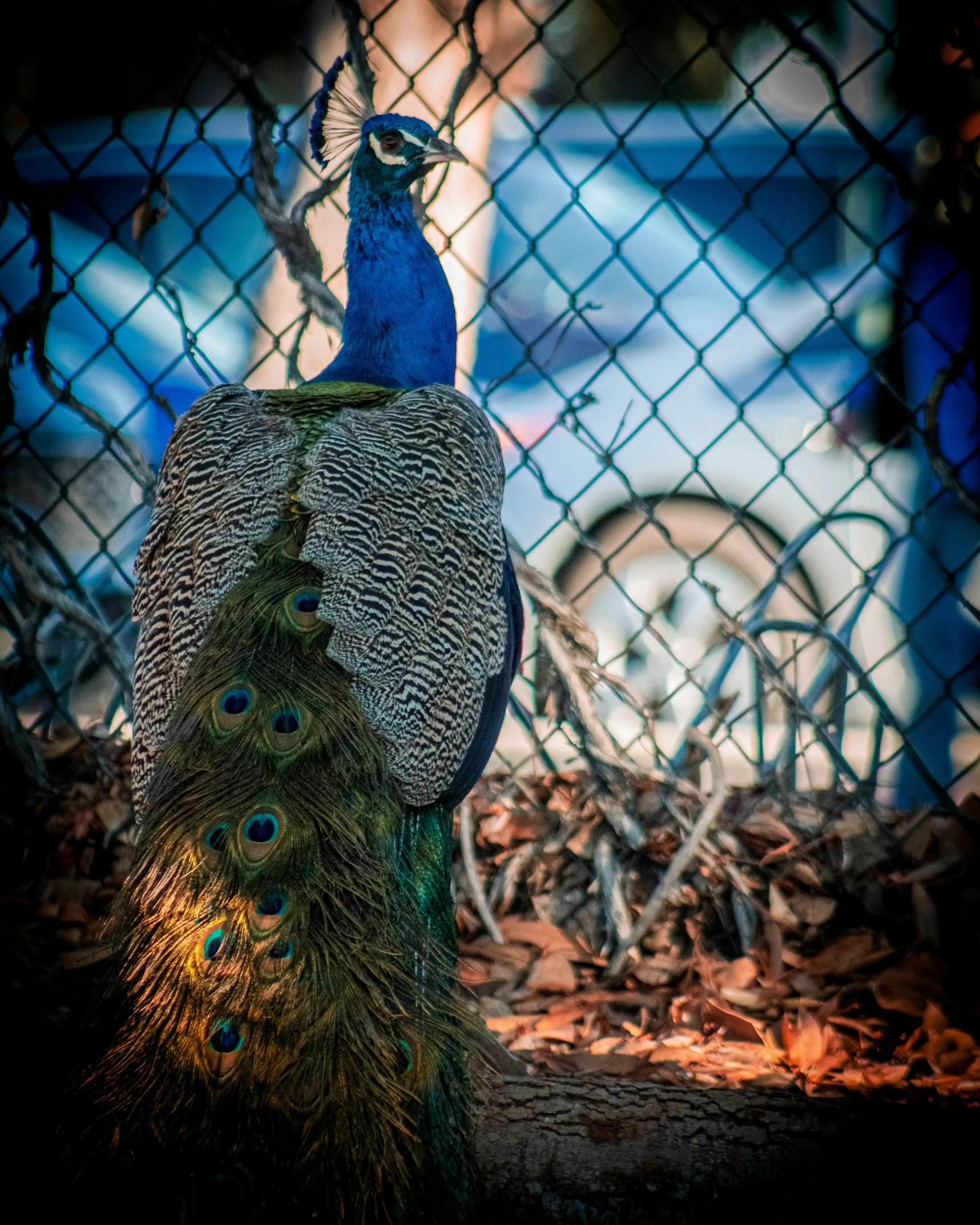 a bird sitting on top of a tree next to a fence