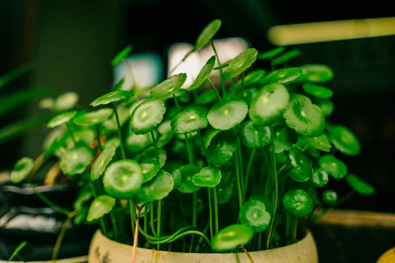 there is a potted plant with tiny green leaves