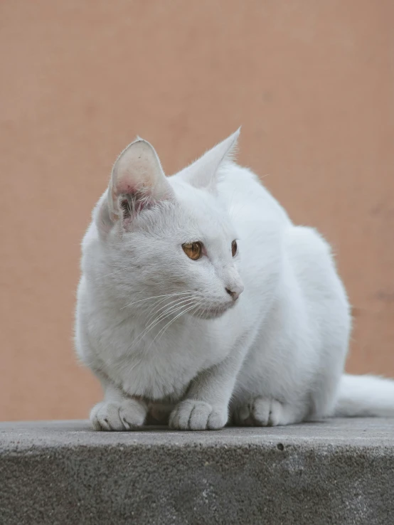 a white cat is sitting on the cement