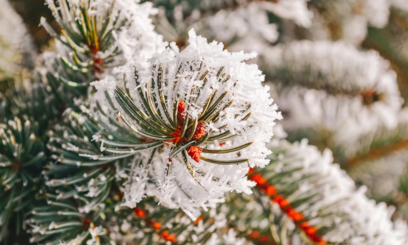 a close up view of a pine tree nch