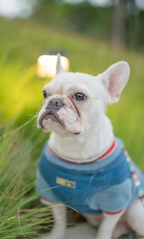 small dog with blue shirt sitting in the grass