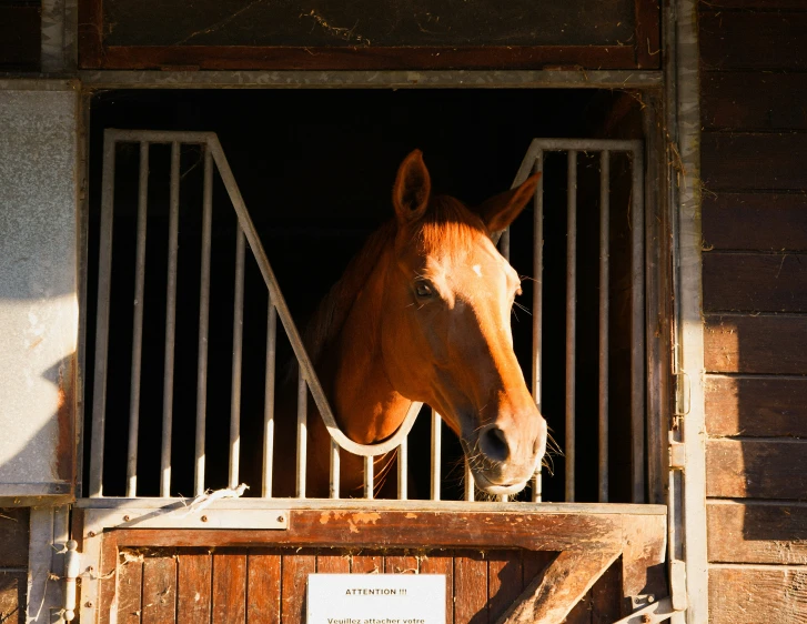 horse in stable with his head over the gate