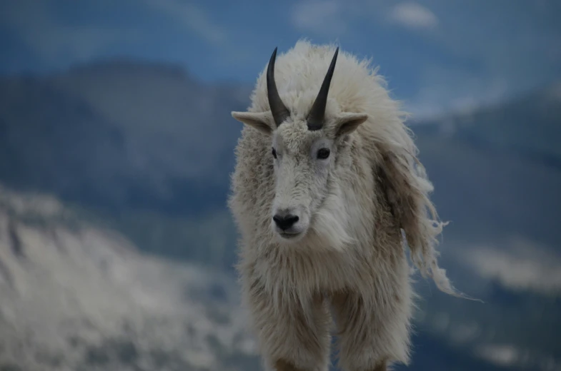 an animal is standing near mountains with very long horns
