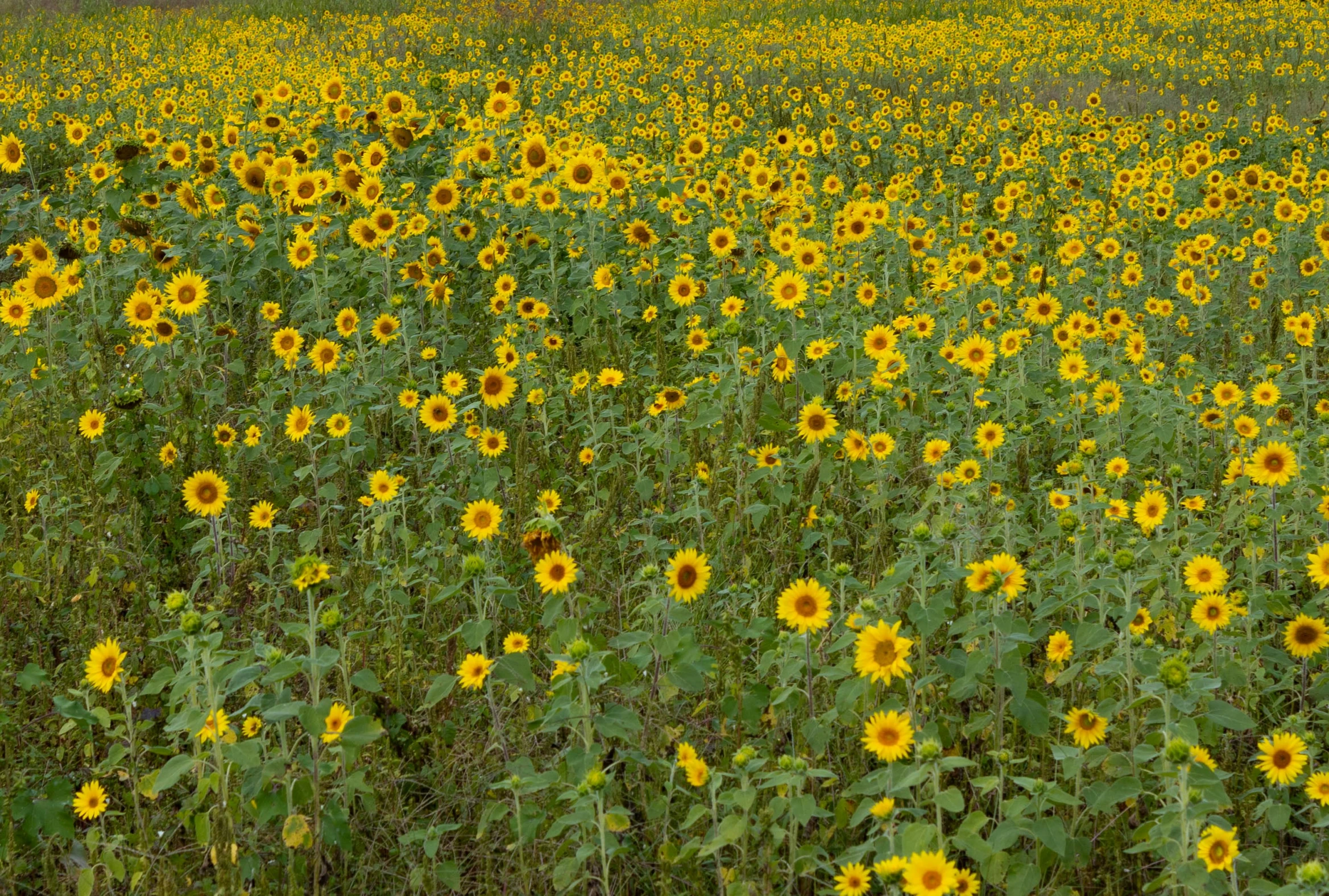 a field of sunflowers on the side of a road