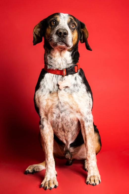 the dog has spots on it's fur and stands sideways in front of a red background