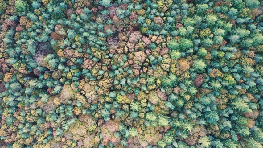 the top of an aerial view of trees in a forest