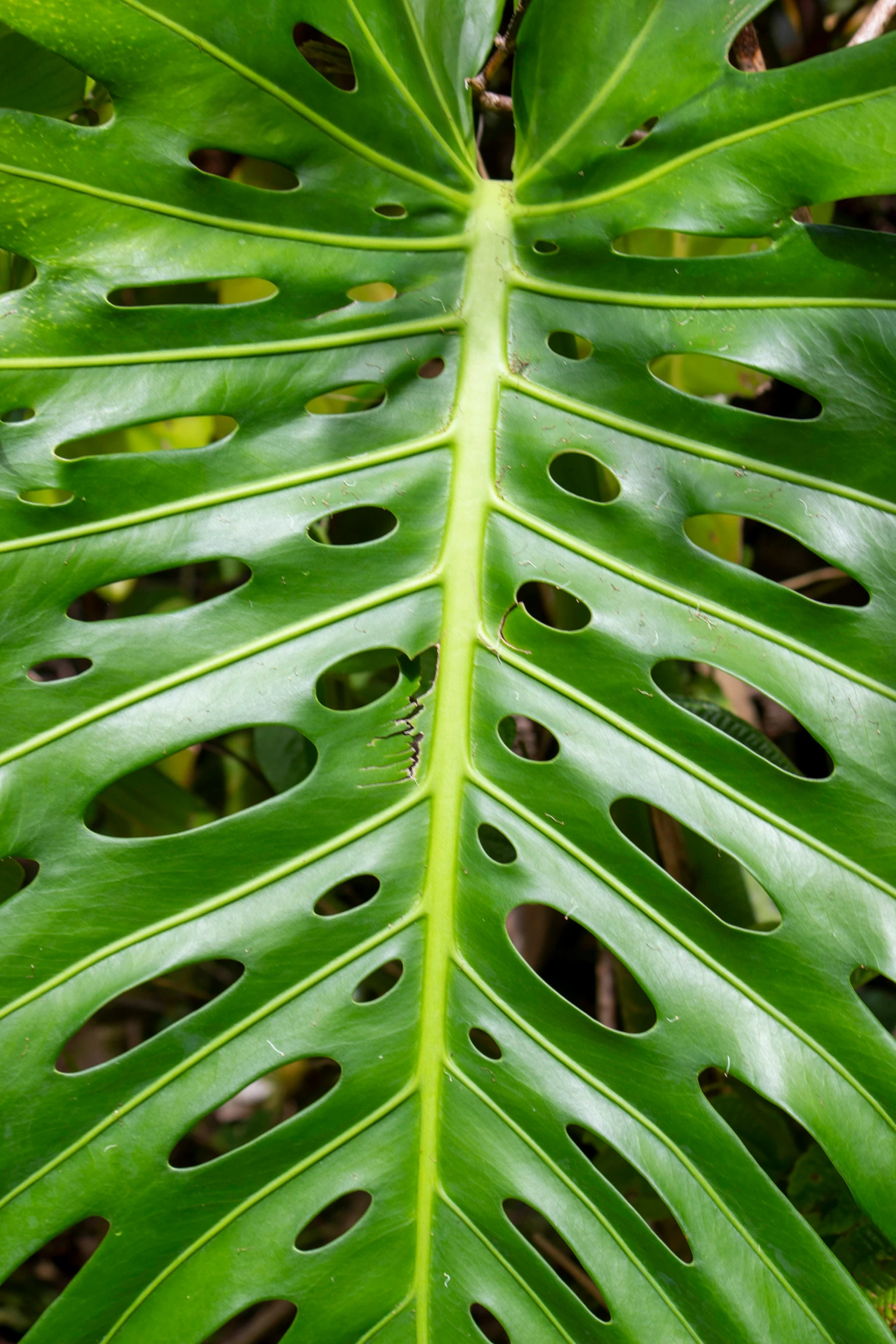 a close up view of the upper half of an emerald green leaf