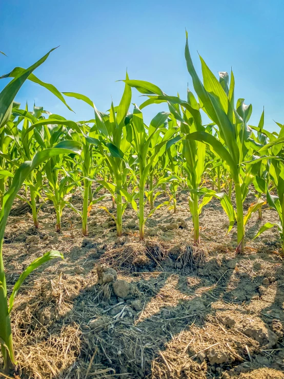 corn field with clear blue skies behind it