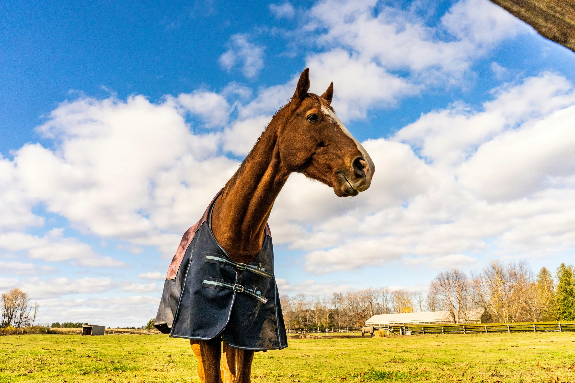 a brown horse wearing a cloth is on the grass