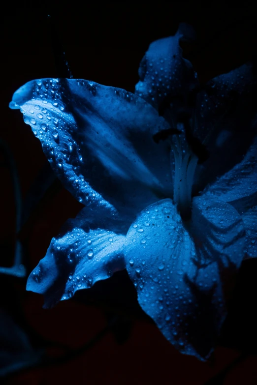 an image of flower lit by blue lights