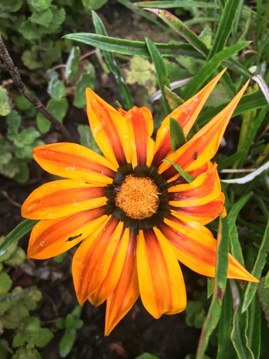 orange flowers with a black center on a patch of grass