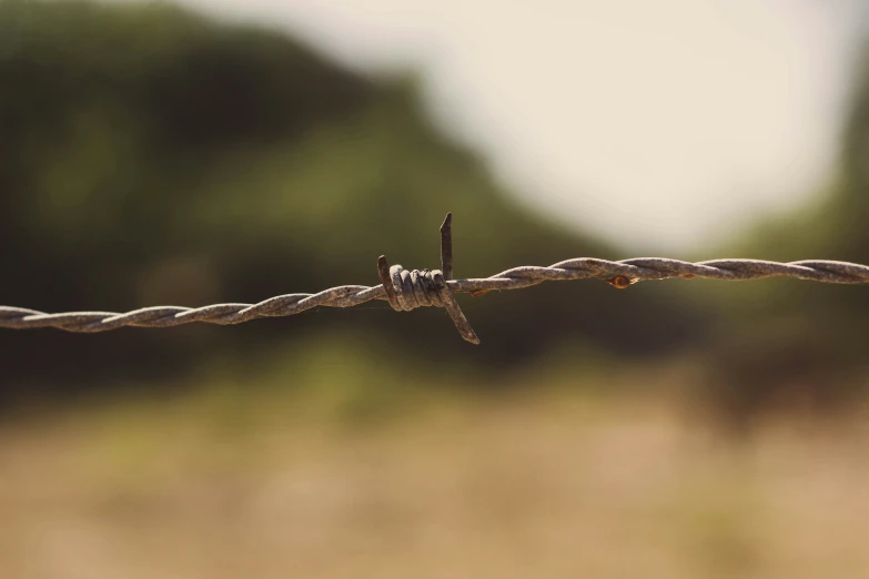 bird sitting on top of a barbed wire with grass in the background