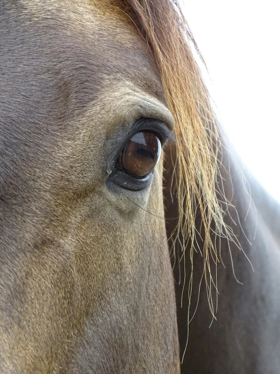 closeup of the center part of a horse's face