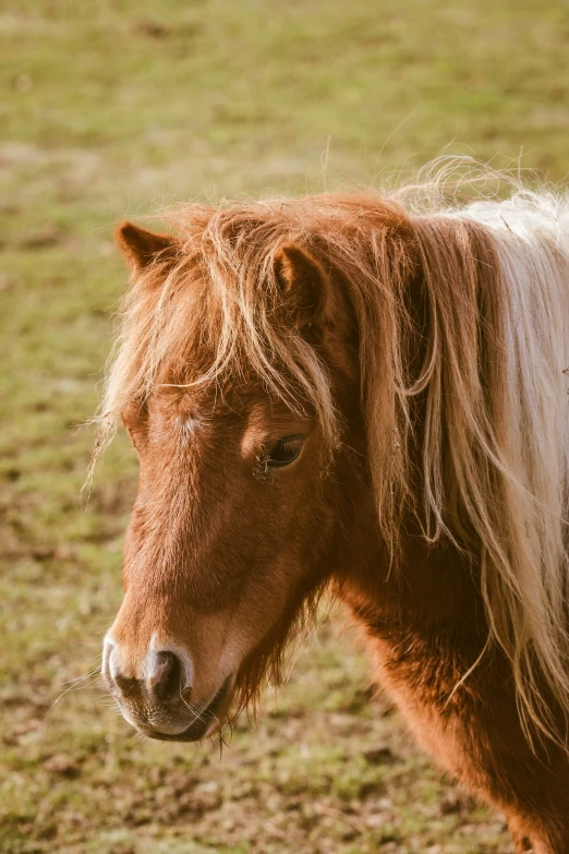 the brown and blonde horse is looking over a fence