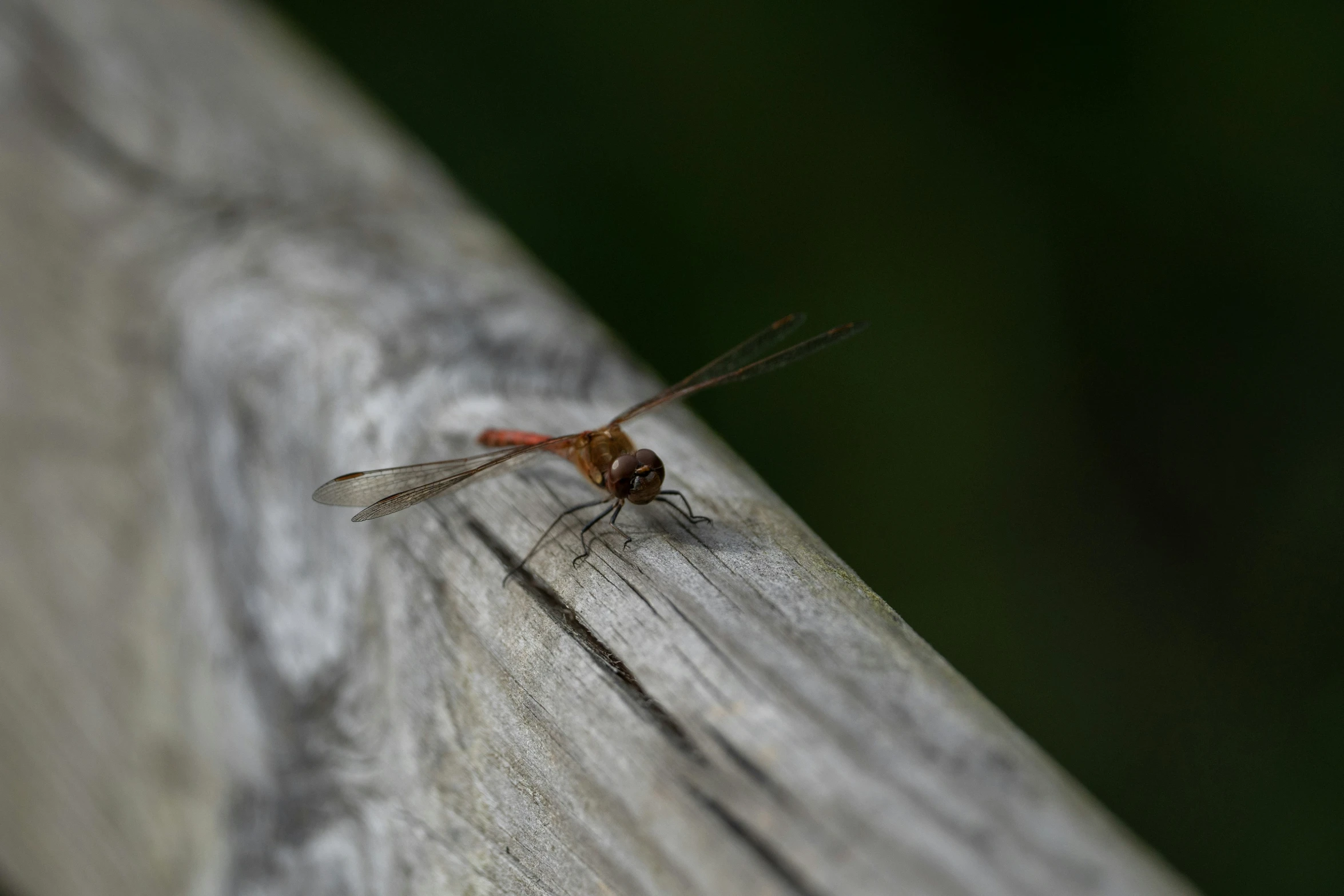 the dragonfly is resting on a piece of wood