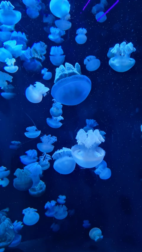 many jellyfish floating in the ocean with some lights on