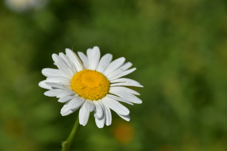 a white and yellow flower sits near the grass