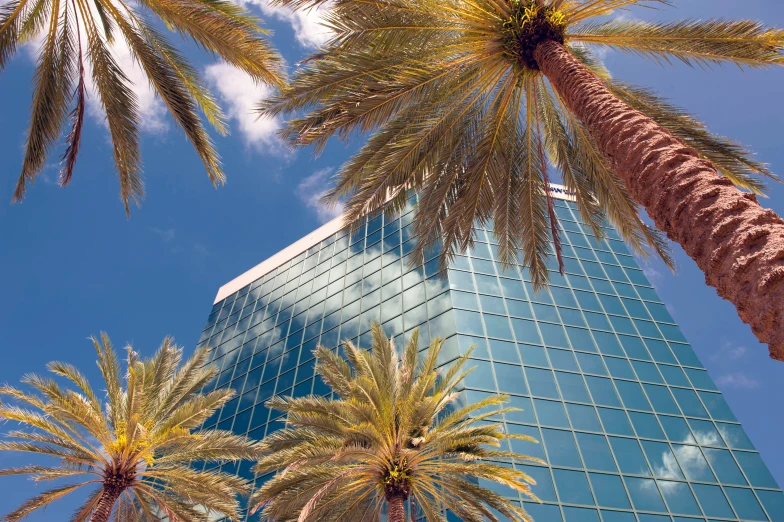 palm trees next to a building on a sunny day