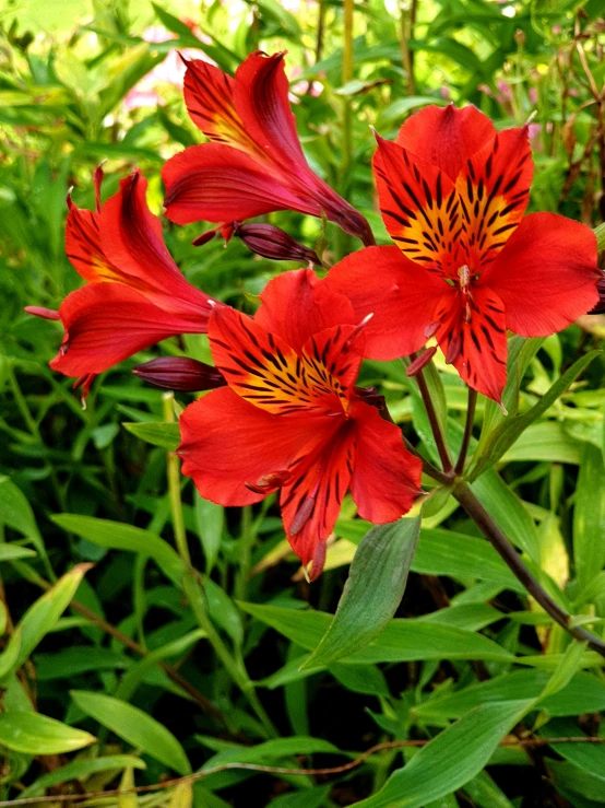 two large red flowers sitting in a bush