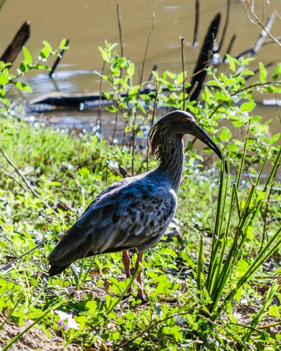 a long necked bird standing in grass near the water