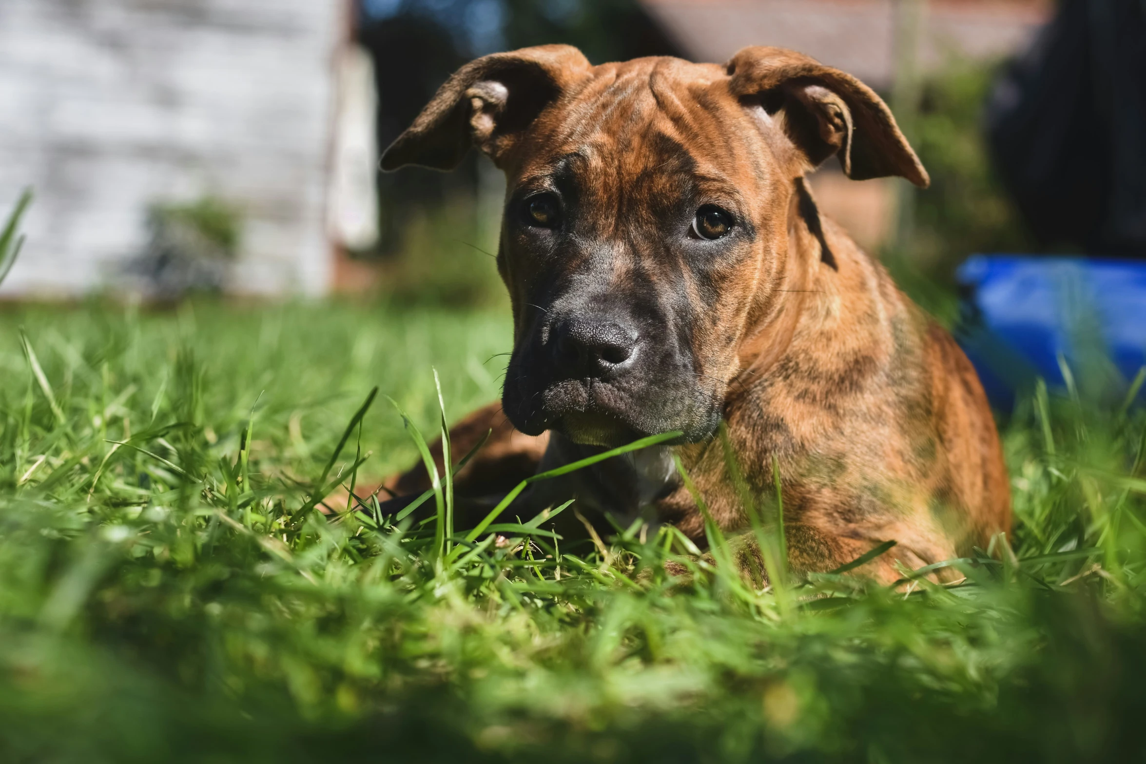 an adorable brown dog laying on top of green grass