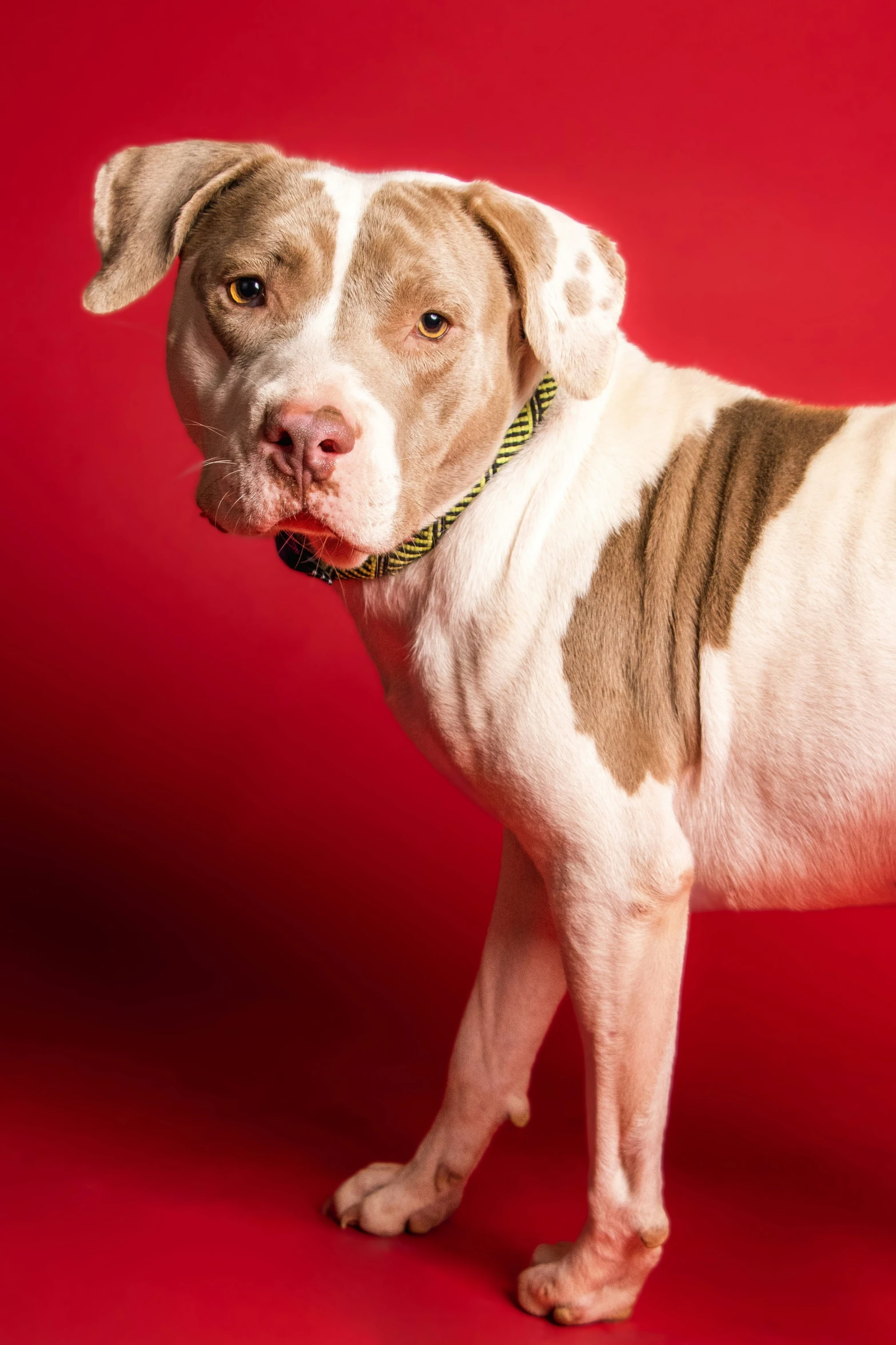 dog standing against red background with collar and ring