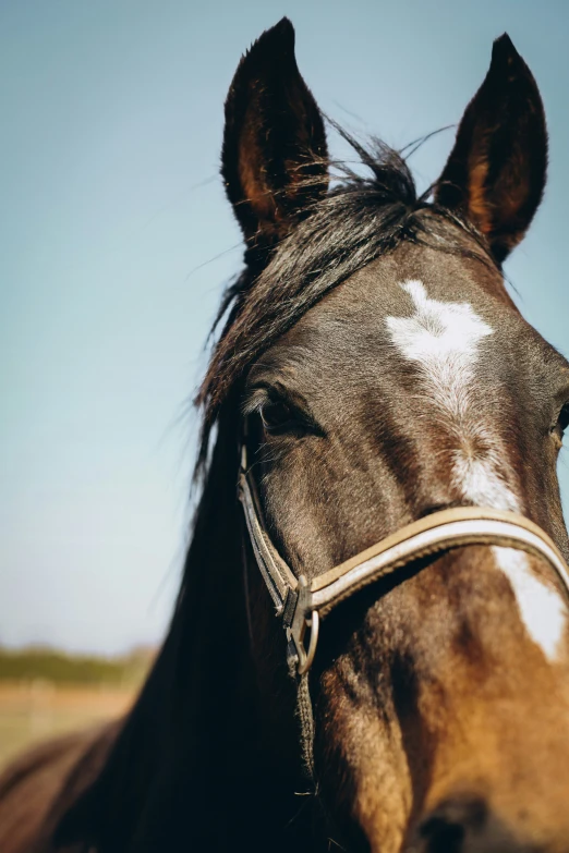 the nose of a horse with no bridle on