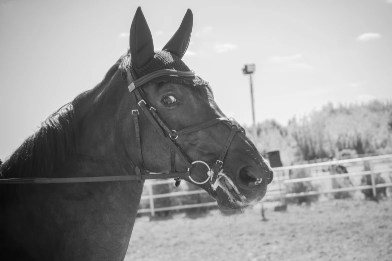 black and white po of a horse wearing bridles