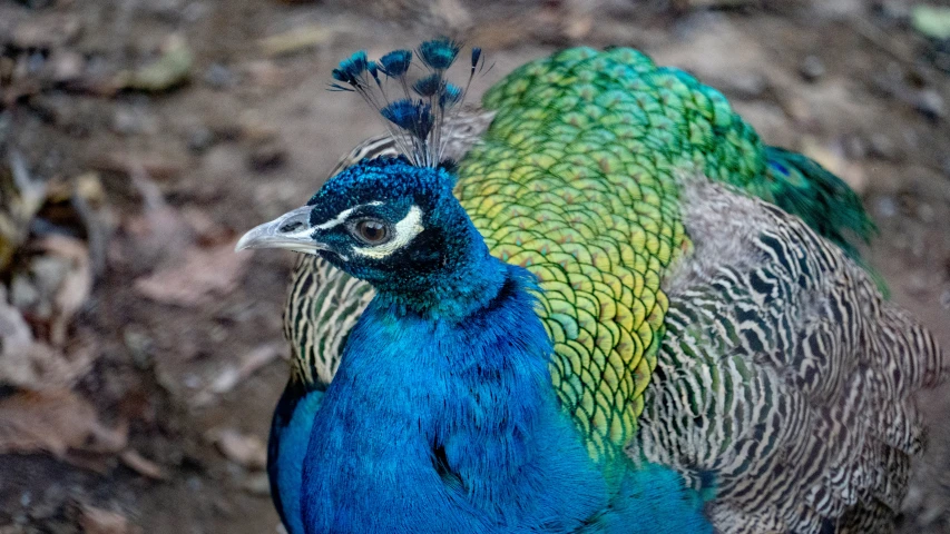 a blue green and yellow bird sitting on the ground