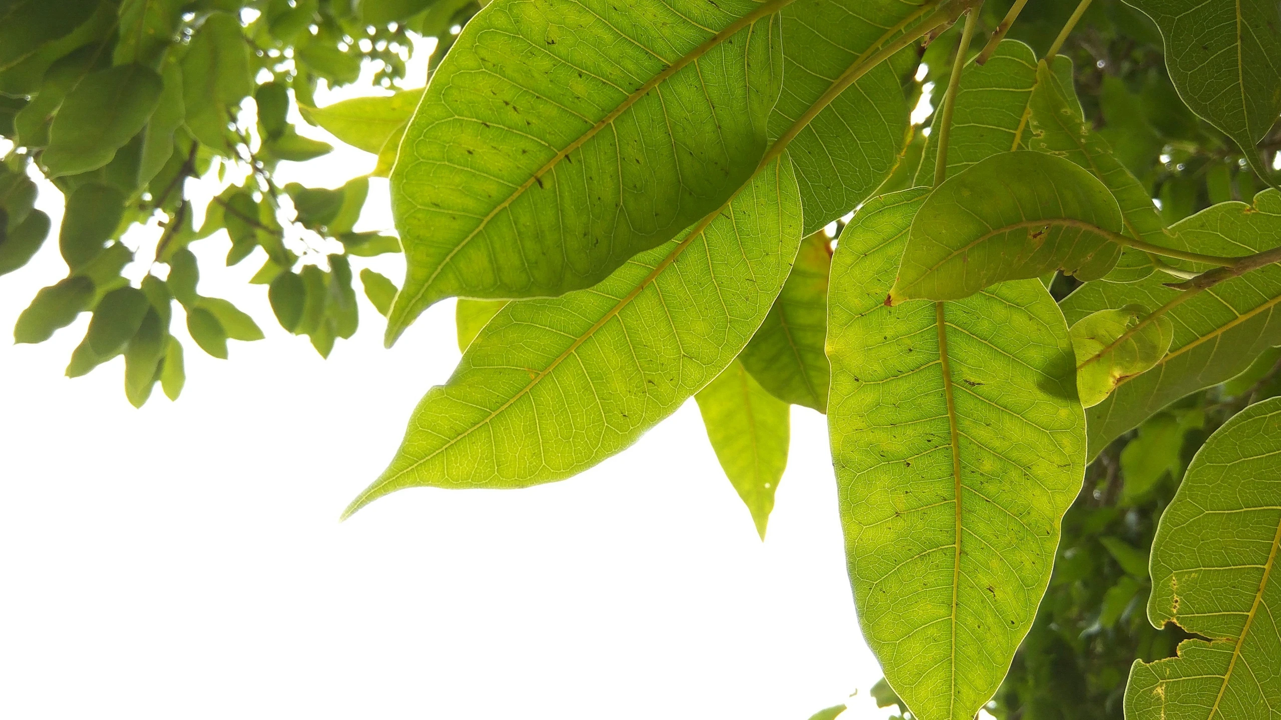 the leaves of the tree are showing on the white background