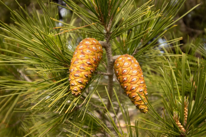 a close up of two pine cones hanging from a tree