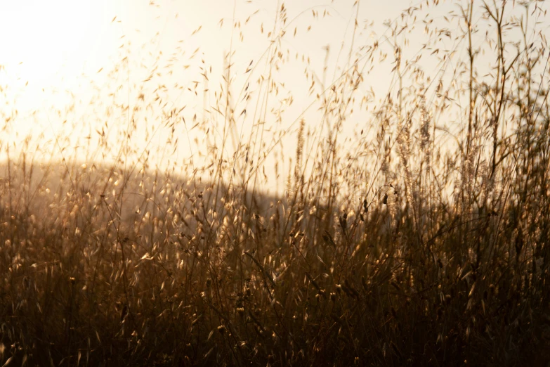 a grassy field with yellow sun shining over it