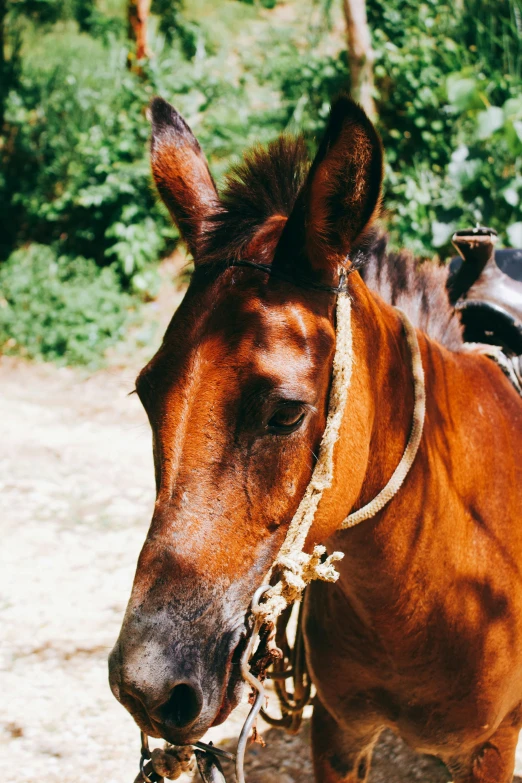 a horse with no head and brown bridle