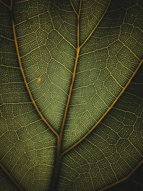 a green leaf's vein of many colors