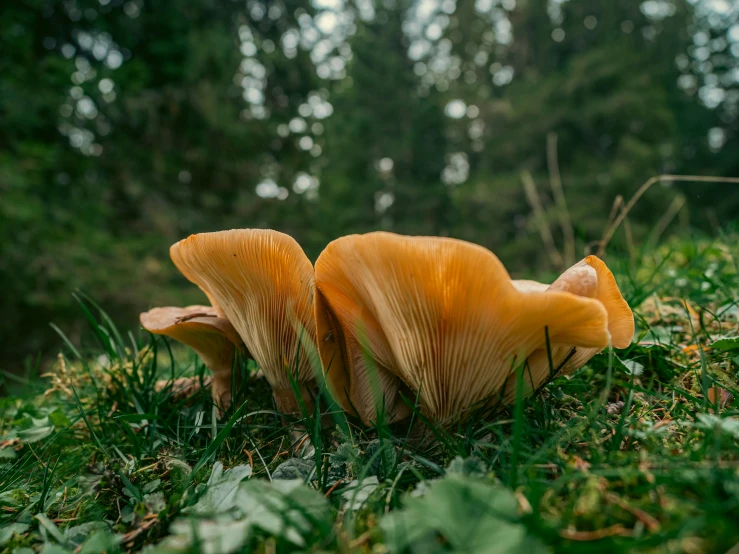 two orange mushrooms in the grass with trees behind them