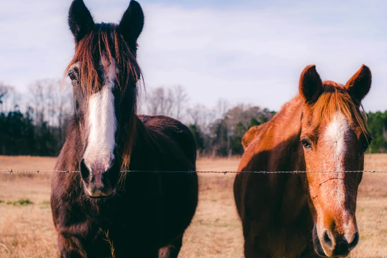 two brown and white horses behind a wire fence