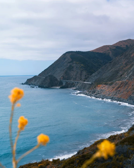 some flowers on the side of a road overlooking the ocean