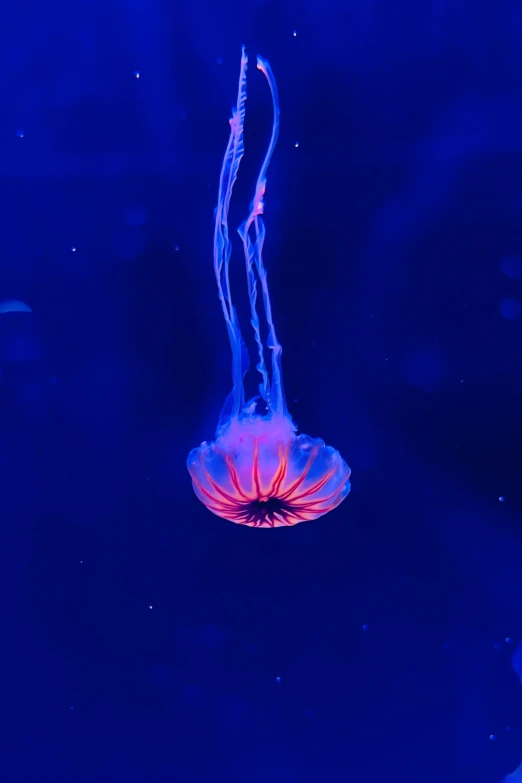 a close up of an ocean animal in blue